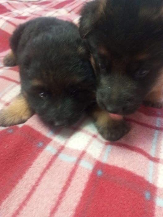 Німецька вівчарка