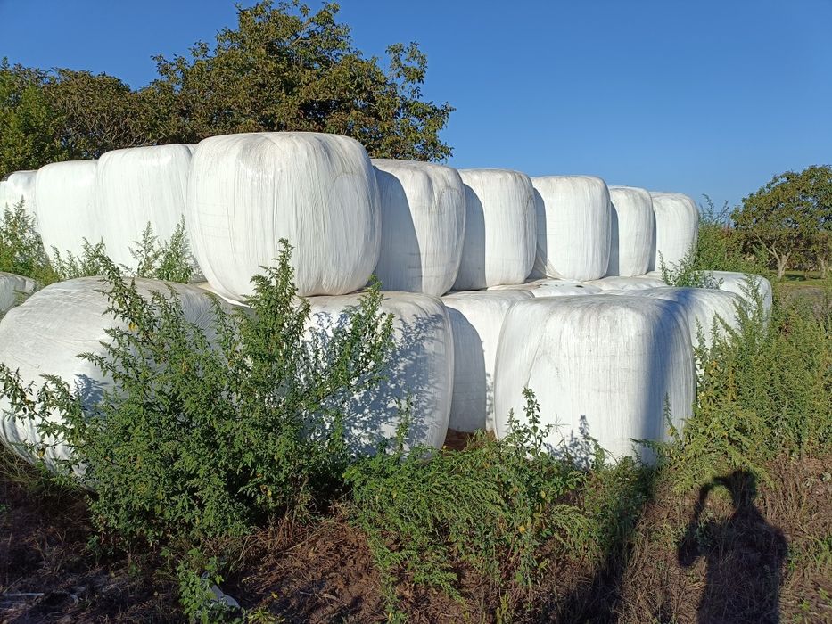 Rolos feno silagem cavalos