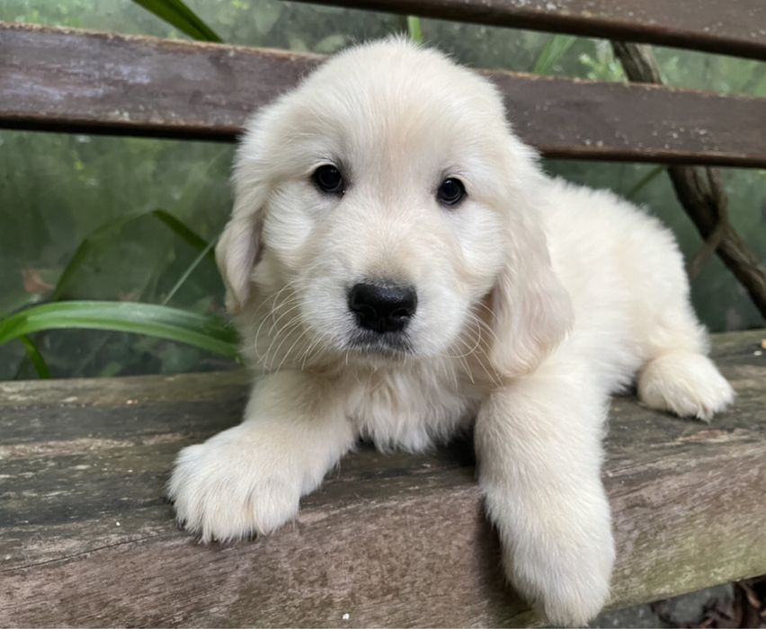 Golden Retriever lindo