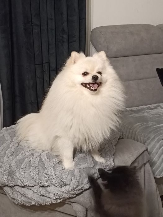 Reproduktor .Szpic (Pomeranian)