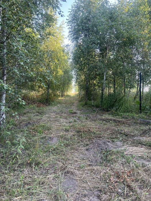 Ділянка 20 соток в березовому гаю