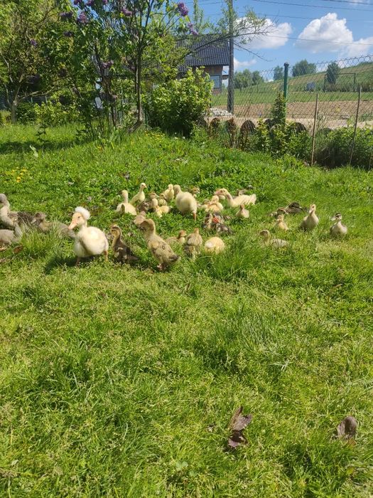 Pisklęta kaczek i kur