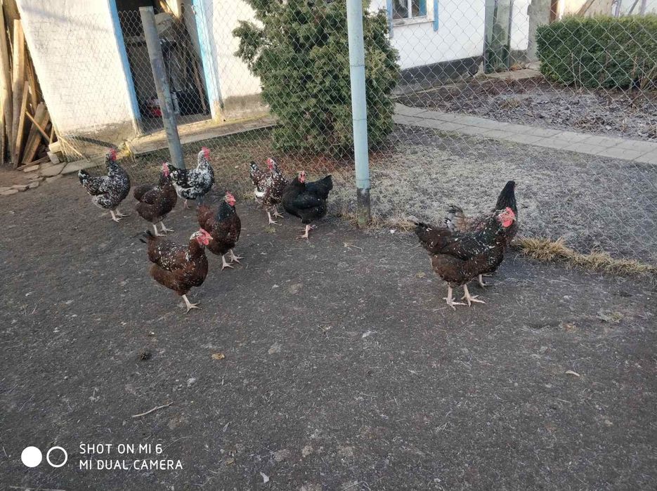 Кури лівенські ситцеві (інкубаційне яйце)