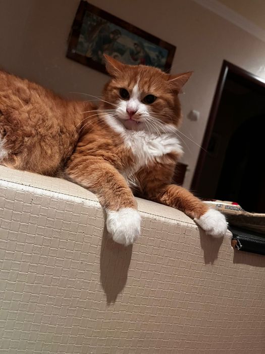 Віддам котика у Добрі руки:)гарно себе поводить дуже грайливий)))