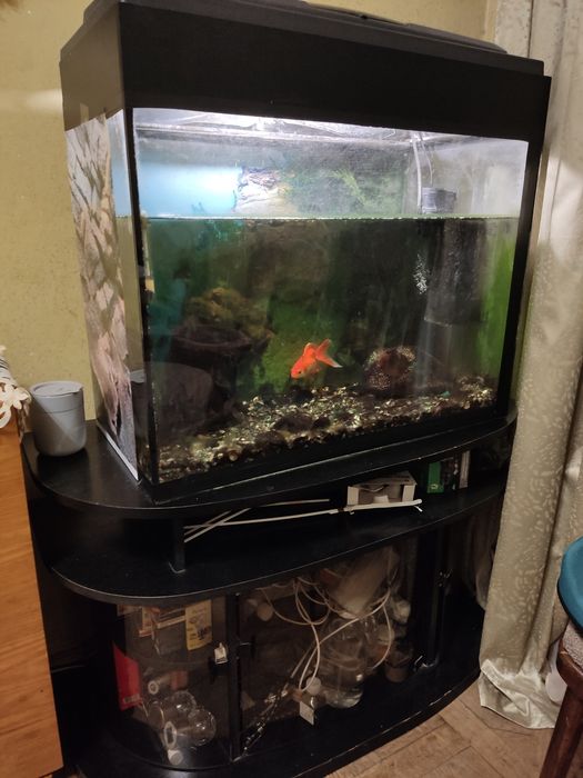 Акваріум для рибок