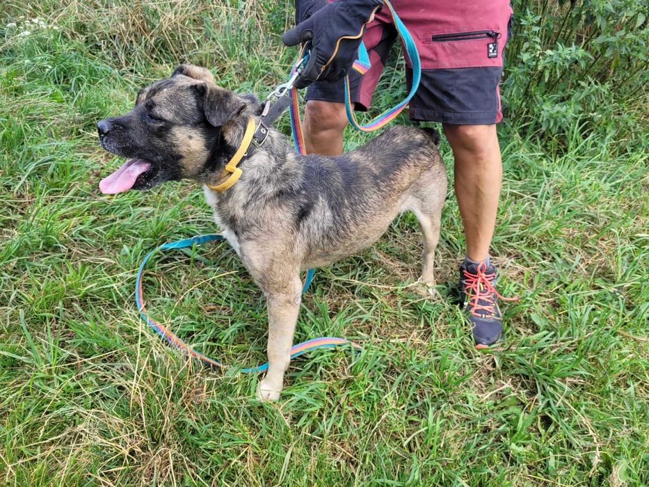 Młody, przyjazny SZCZEPANEK szuka domu !!