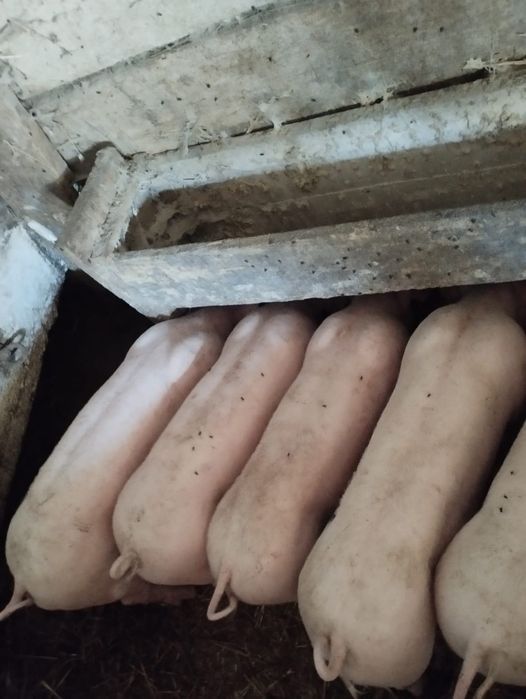 Prosięta mięsne, 30 kg
