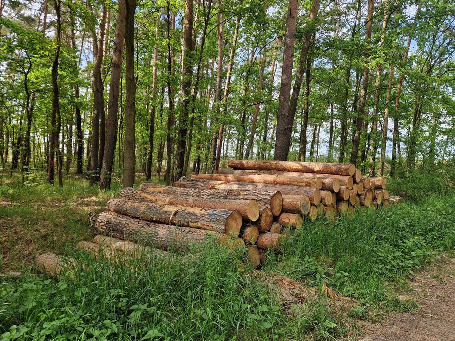 Sosna Kłoda 4.1m papierówka S2b 2,45m tartaczne