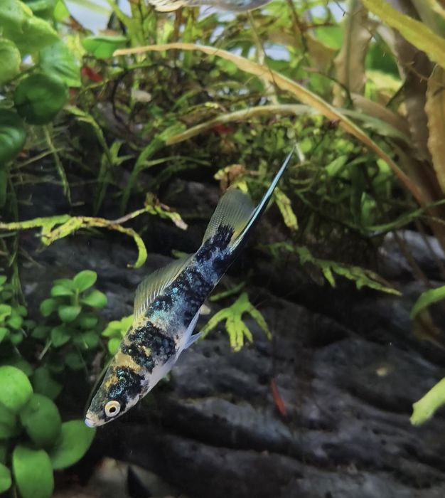 Lote de espadas adultos e juvenis