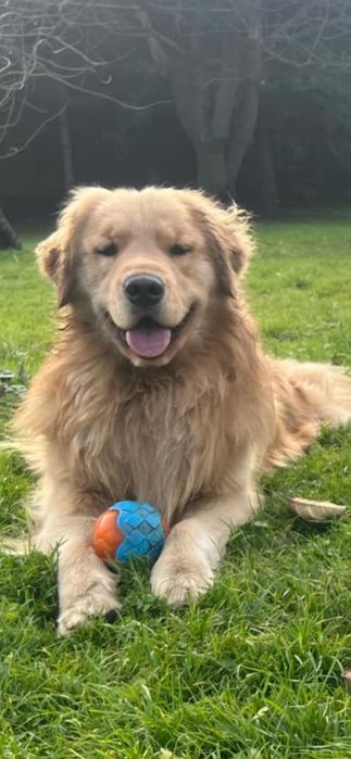 Golden retriever zkwp fci  w typie  Amerykańskim