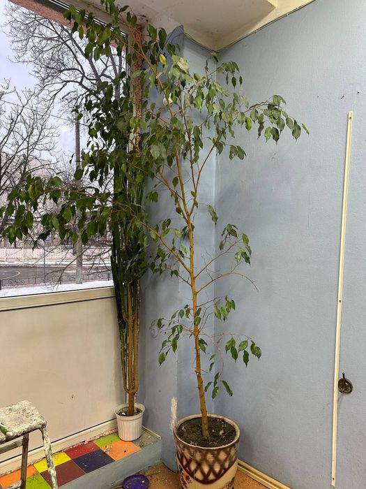 Мийка перукарська та інще обладнання для перукарень і салонів краси