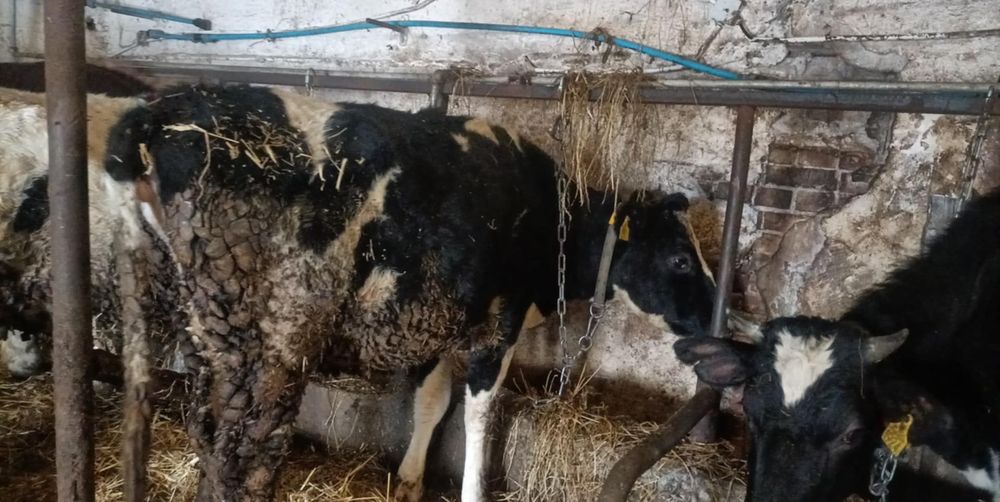 Jałówki cielne 7 miesięcy