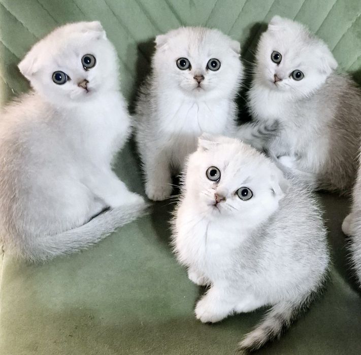 Шотландські кошенята шотландский котёнок шиншилла шиншила