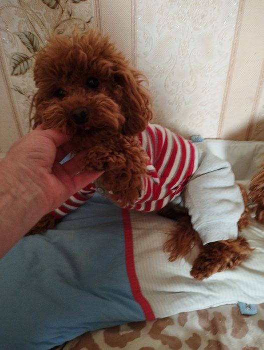 Дівчинка  той пудель  .Гарна ,ніжна.