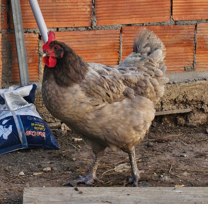 Casal Azul Australorp