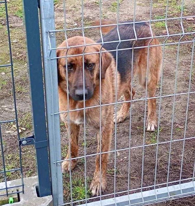 Owczarek  szuka domu schronisko Zgierz -aktualne
