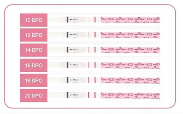 5 Testes de Gravidez (Melhor Marca do Mercado) Portes Grátis