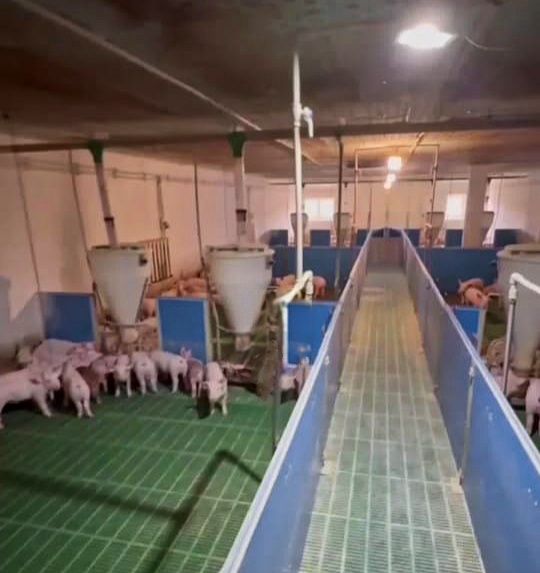 Продаж Діючої Свиноферми!