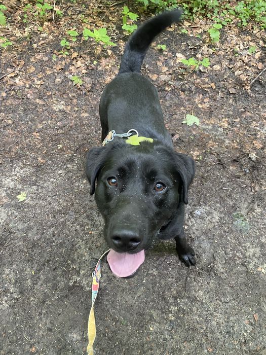 HODOR – młodziutki, wesoły i bardzo energiczny pies w typie labradora