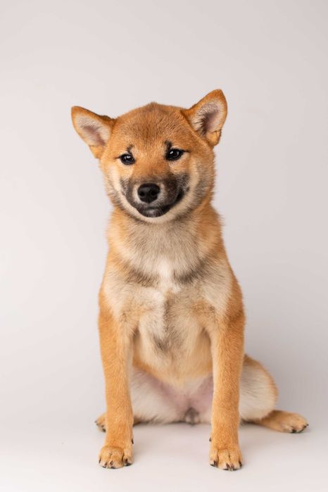 Дівчинка породи шиба іну готова до переїзду