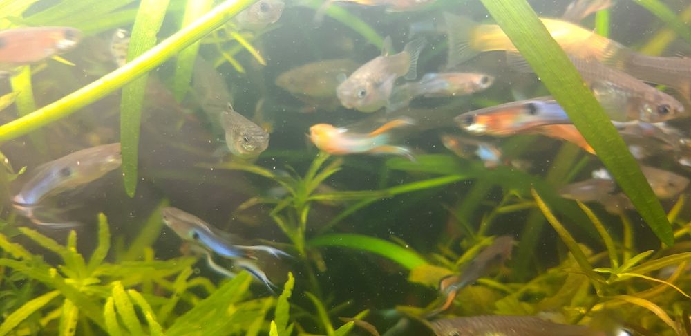 Guppys endler blue gold cauda de lira.