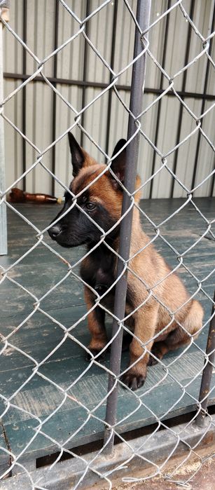 Цуценята бельгійської вівчарки