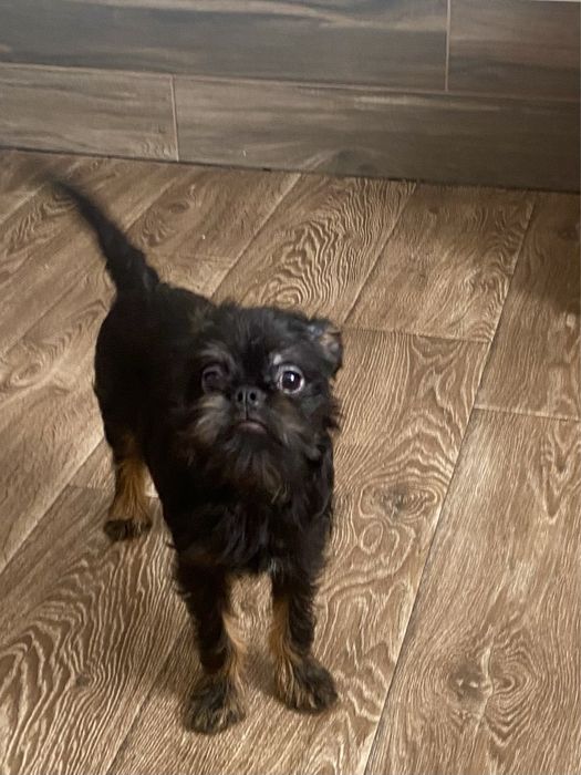 Бельгийский гриффон