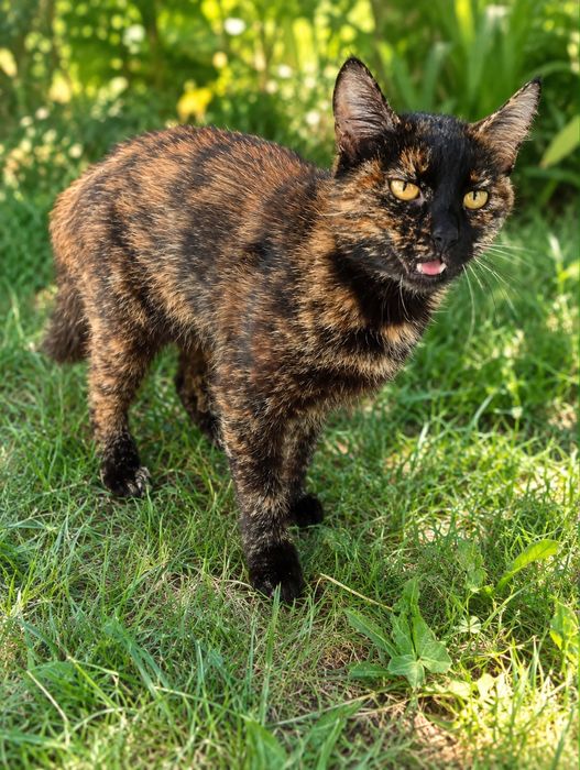 Śliczna kotka do adopcji. Szyrkletka.