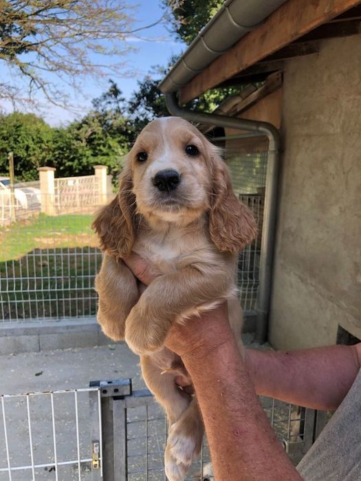 Руда кокер-спаніель — м’який характер, глибокий погляд, спокій у повед