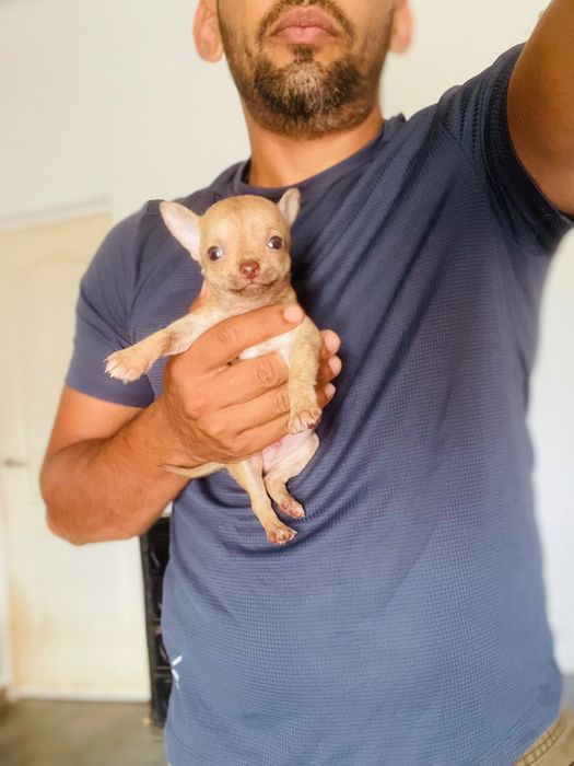 Chihuahua macho miniatura