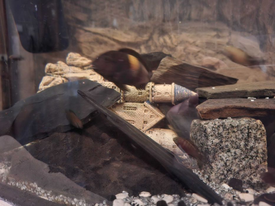 Tropheus black bulu