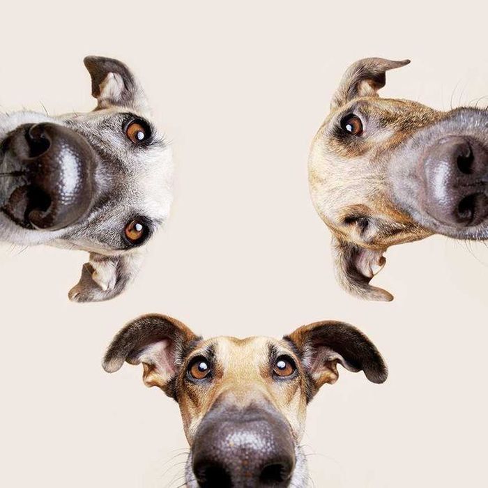 Переноска, клетка, клітка, вольер будка, домик для собак или кошек