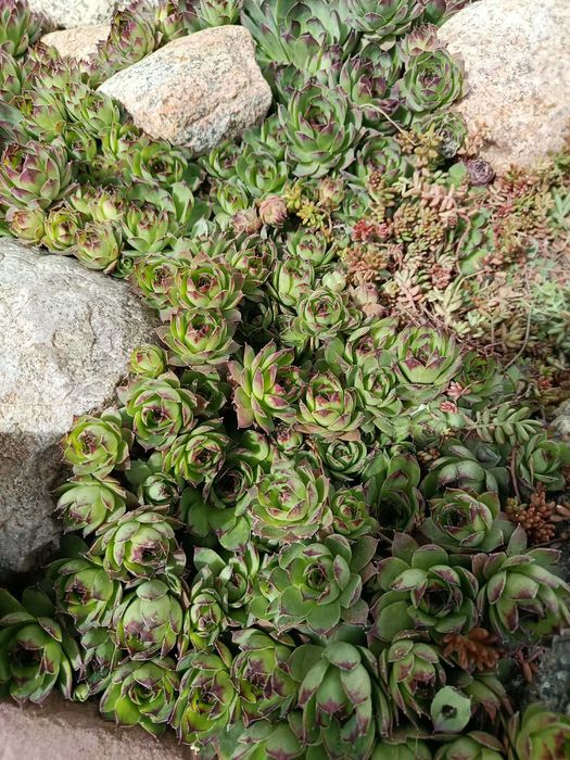 Sprzedam rojniki murowe (Sempervivum tectorum)