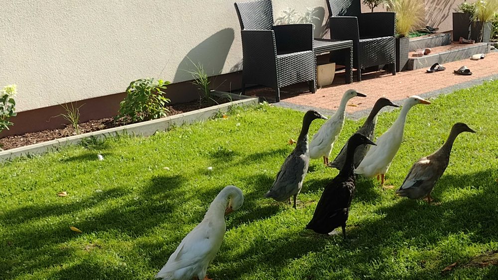 Kaczki  biegus  Indyjski