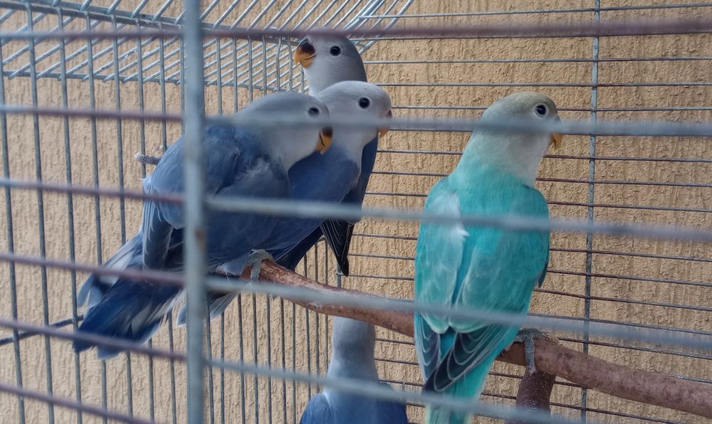 Młode nierozlączki