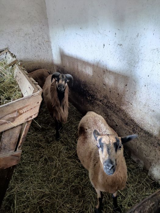 Sprzedam owce kameruńskie