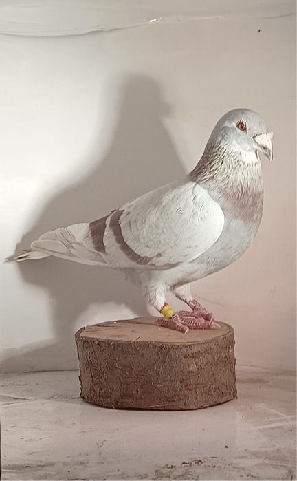 Młode gołebie pocztowe