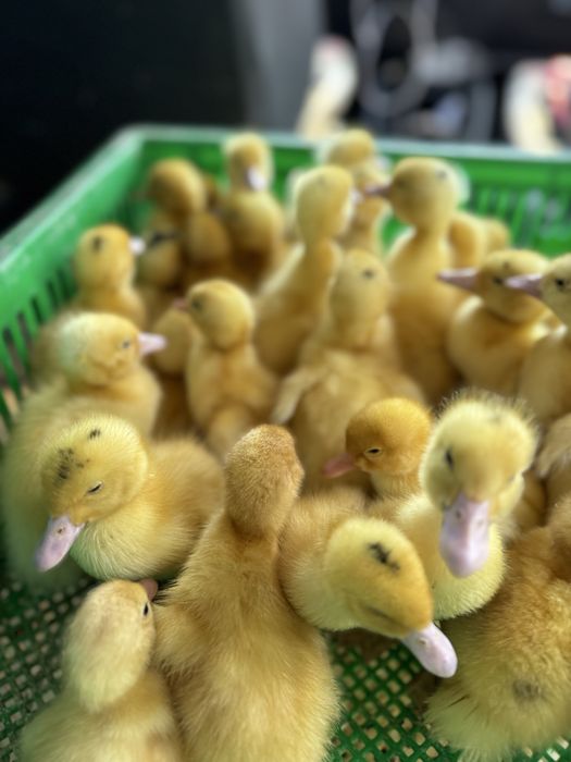 Цыплята бройлер несушка