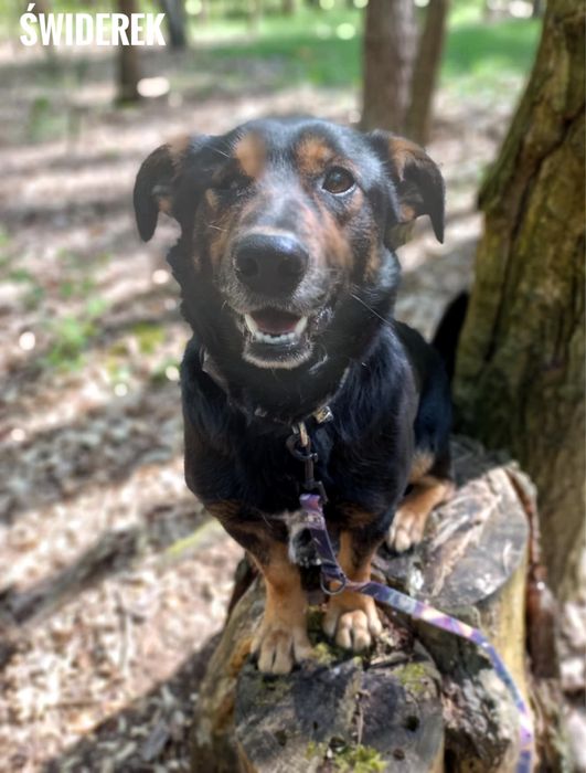 2,5 letni, 12 kg, aktywny Świderek. Adopcja