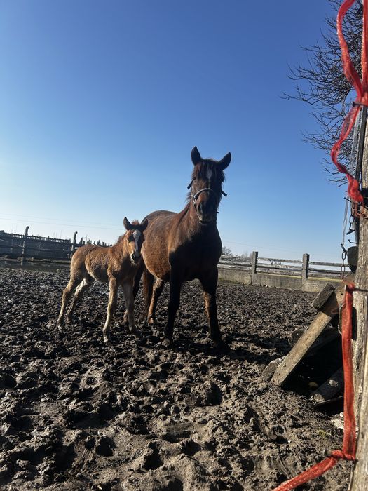 Sprzedaż koni huculskich