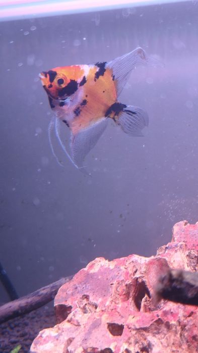 Peixe escalar para doar