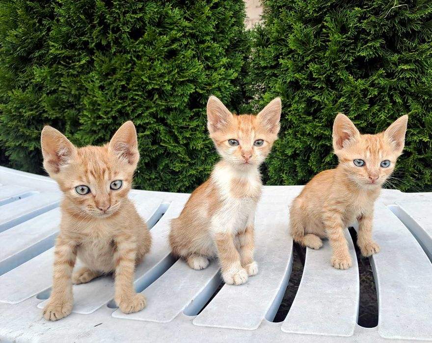 Руді кошенята Рыжие котята Котенок Кошечка 2 місяці