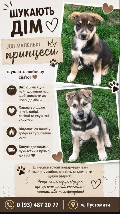 Цуценята у добрі руки