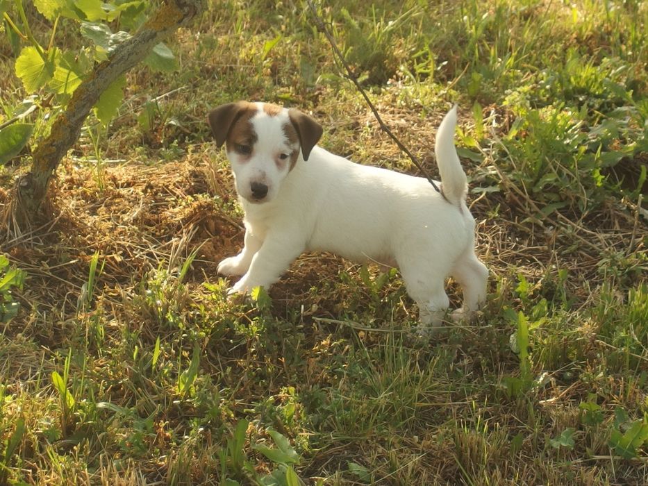 Jack Russell Terrier PIESEK