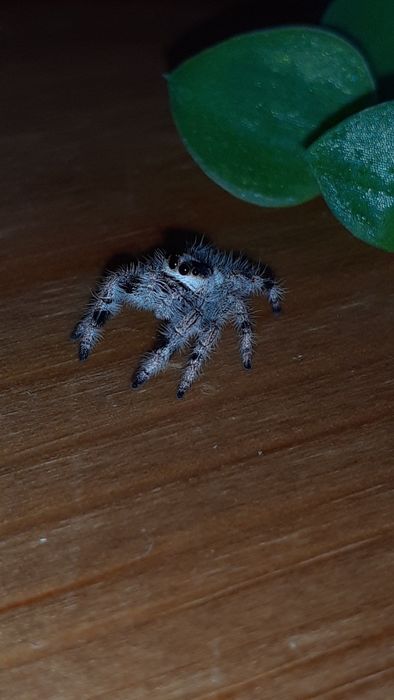 Phidippus regius white bahamas L9 samiec