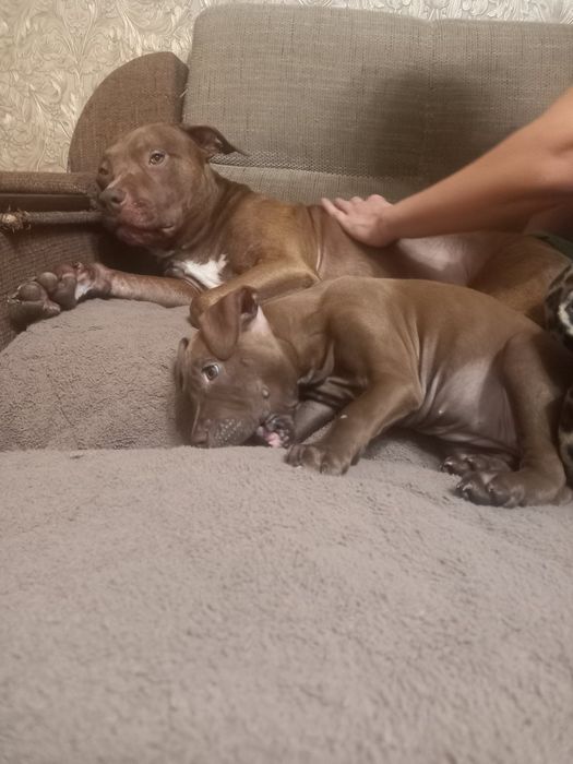 Щенок питбултерера девочка каричневая с белым