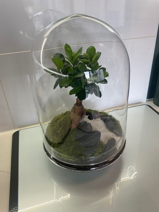 Terrario vidrio plantas naturais