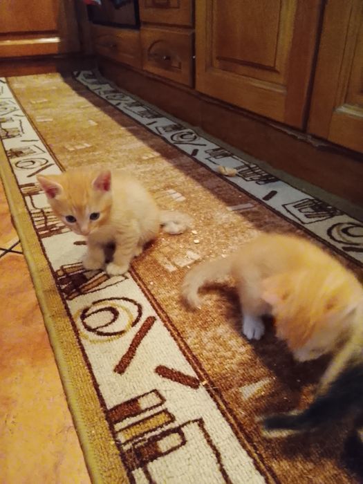 Gatinhos para adoção  ,dois machos e uma fêmea