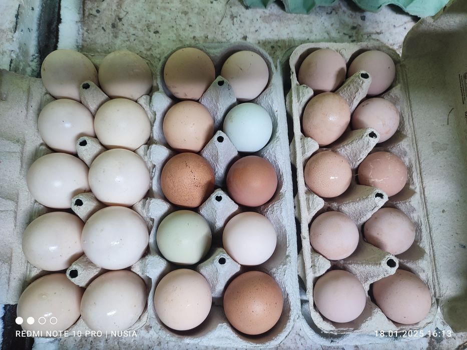 Jaja wiejskie, jajka od kurek ,na wolnym wybiegu