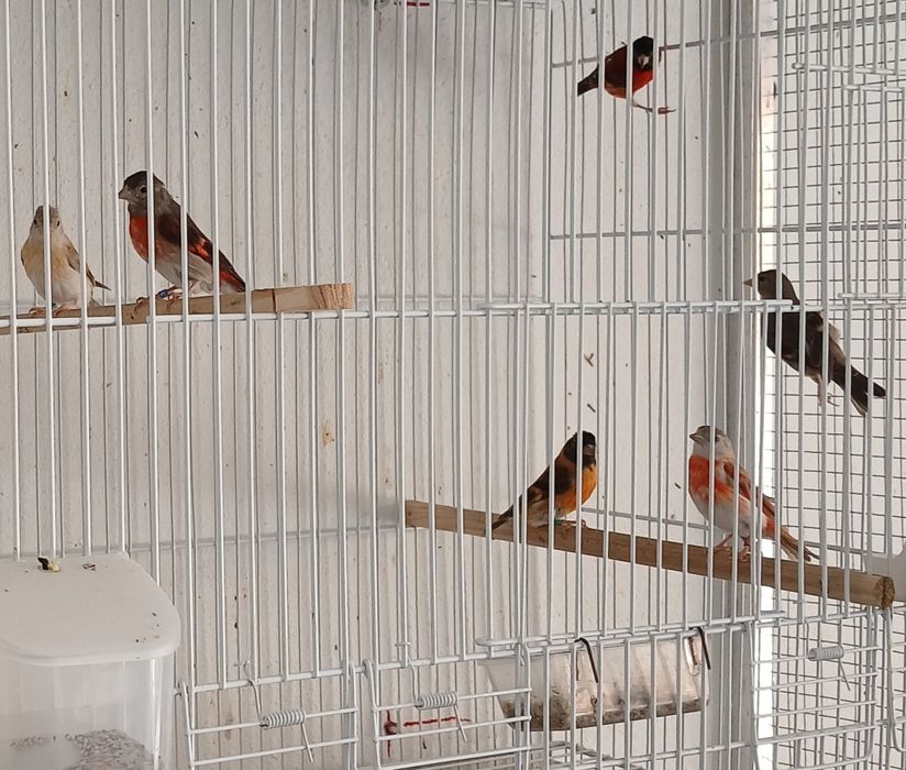 Canarios e cardinalitos